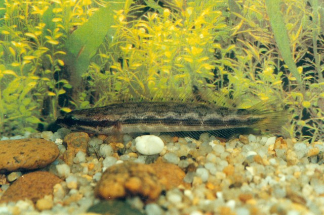 Channa lucius forest snakehead showing barred flanks