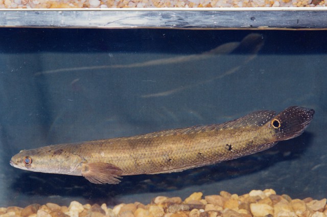 Channa marulioides emperor snakehead showing yellow-edged scale pattern
