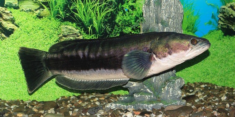 Adult Channa micropeltes giant snakehead showing blue-grey adult coloration