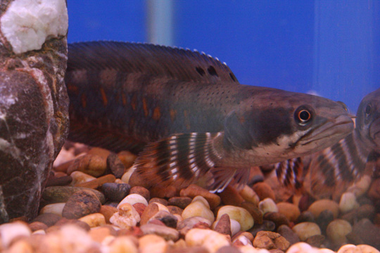Channa pulchra peacock snakehead with blue-green spotted flanks