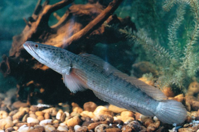 Channa striata striped snakehead showing chevron flank markings