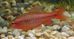 Cherry shrimp colony in planted freshwater aquarium