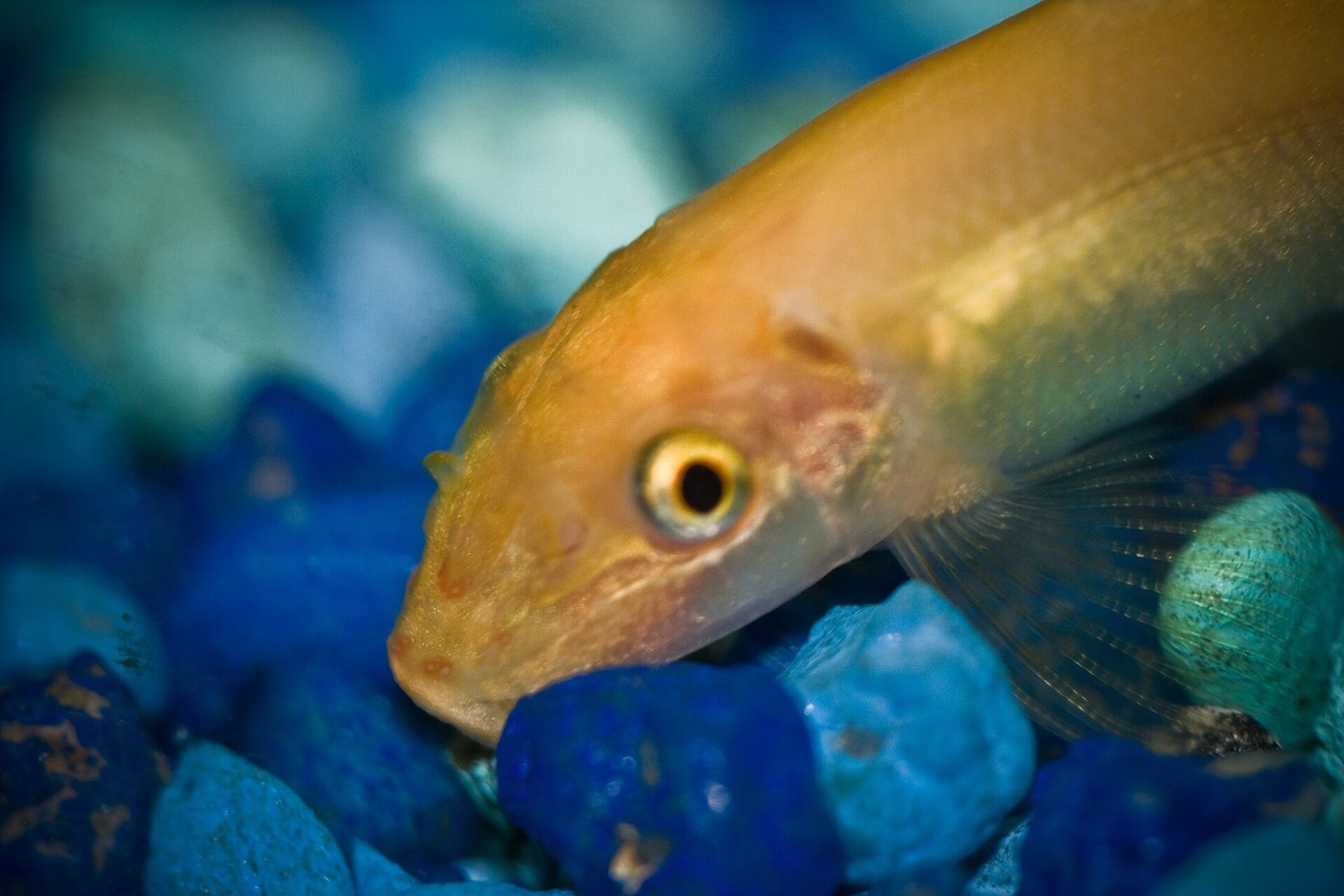 Chinese algae eater fish, golden form, showing the sucker mouth that separates it from siamese algae eaters