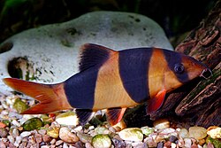 Clown Loach (Chromobotia macracanthus) in aquarium