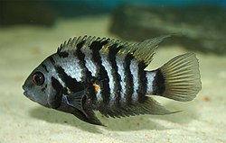 Convict Cichlid (Amatitlania nigrofasciata) in aquarium