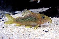 Ghost shrimp freshwater aquarium cleanup crew