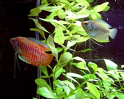 Dwarf Gourami (Trichogaster lalius) in aquarium