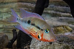 Firemouth Cichlid (Thorichthys meeki) in aquarium