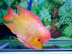 Flowerhorn Cichlid (Cichlasoma hybrid) in aquarium