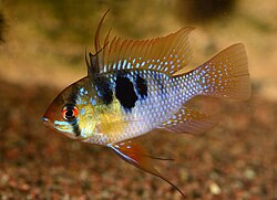 German Blue Ram care guide aquarium photo