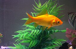 Mystery snail in freshwater aquarium care profile
