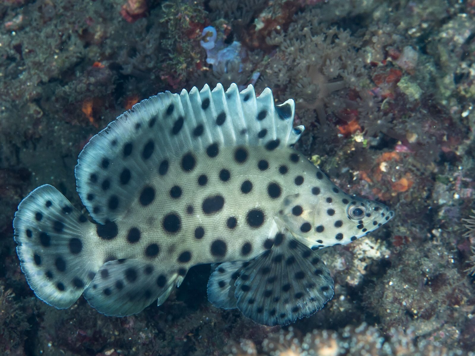 Panther (humpback) grouper, the most popular aquarium grouper, showing its black polka dots