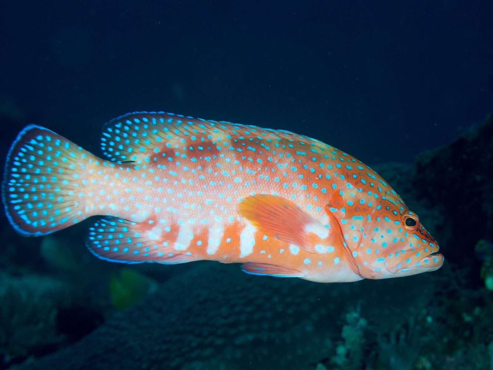 Miniatus grouper with blue spots, the most popular aquarium grouper