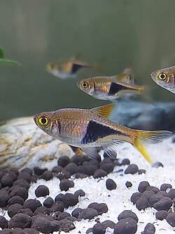 Harlequin Rasbora (Trigonostigma heteromorpha) in aquarium