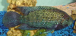 Jack Dempsey (Rocio octofasciata) in aquarium