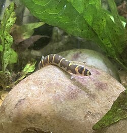 African dwarf frog freshwater aquarium care profile