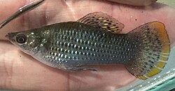 Real molly fish in a freshwater aquarium