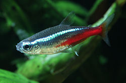 Blue green cyanobacteria algae issue in aquarium