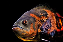 Real oscar fish in a large aquarium