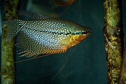 Pearl Gourami (Trichopodus leerii) in aquarium