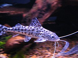 Pictus Catfish (Pimelodus pictus) in aquarium