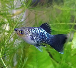 Platy care guide aquarium photo