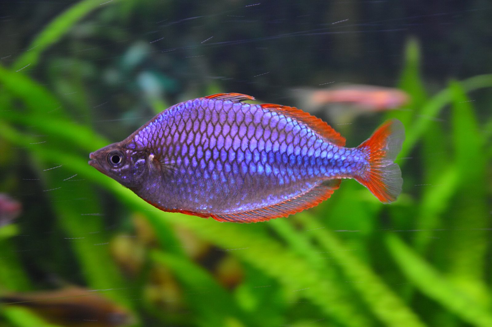 Dwarf neon rainbowfish (Melanotaenia praecox), the smallest common rainbow fish, in a planted tank