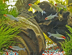 Rummy Nose Tetra (Hemigrammus rhodostomus) in aquarium