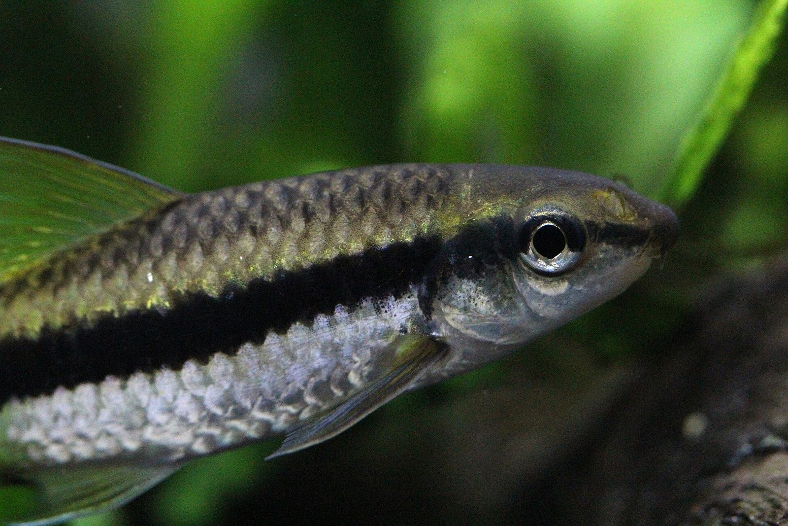 True siamese algae eater with the stripe running into the tail