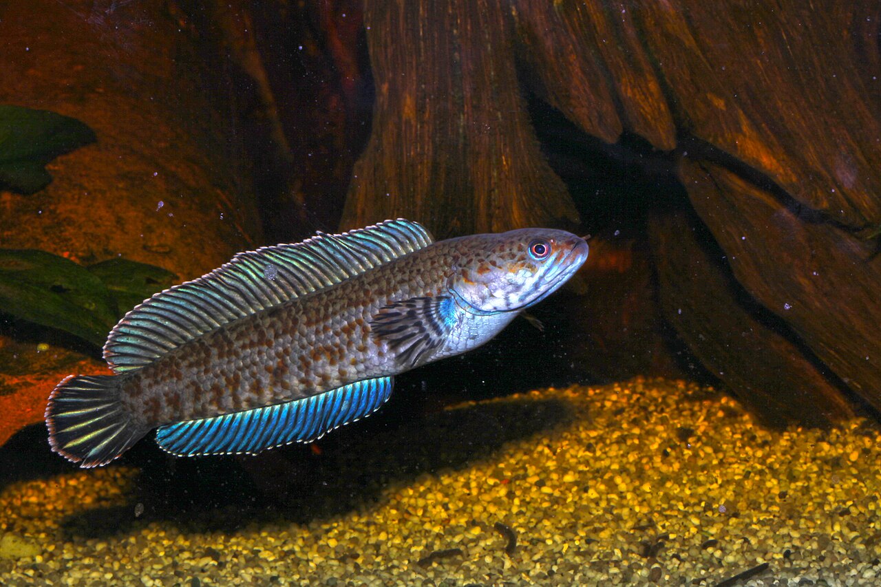 Snakehead fish (Channa) with elongated body