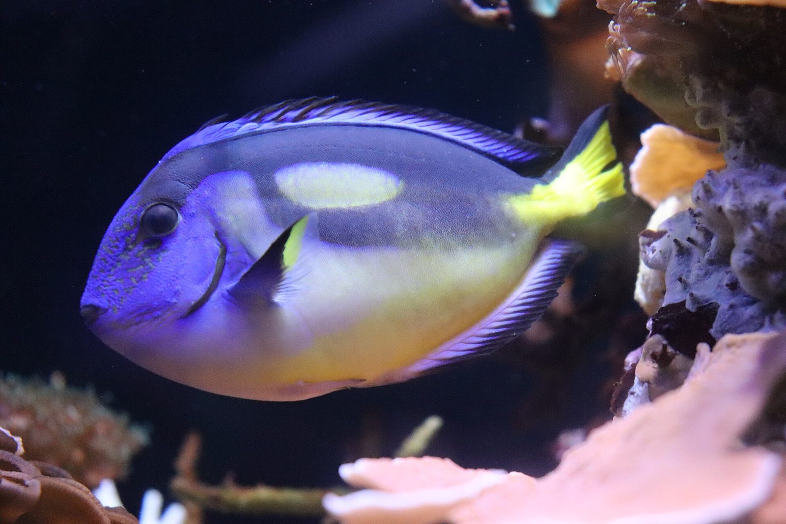 Blue tang surgeonfish with yellow tail in a reef aquarium