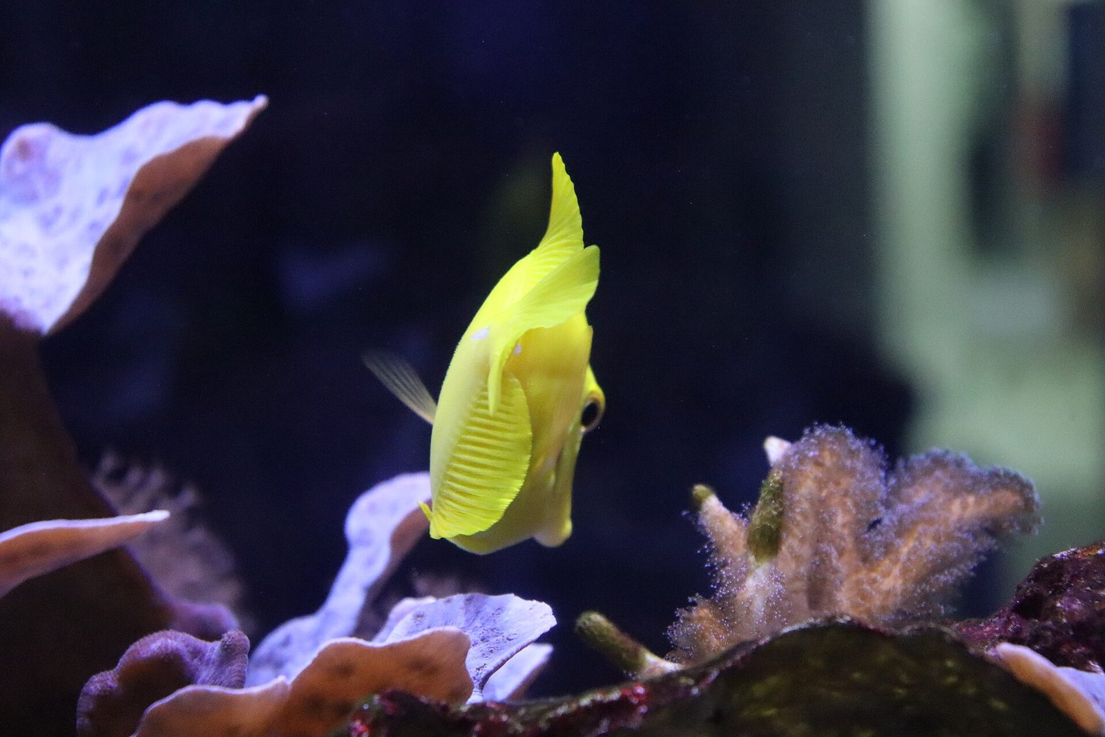 Yellow tang grazing between corals, the classic beginner tang fish