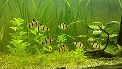 Tiger Barb (Puntigrus tetrazona) in aquarium