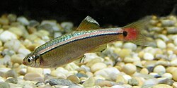 White Cloud Mountain Minnow (Tanichthys albonubes) in aquarium