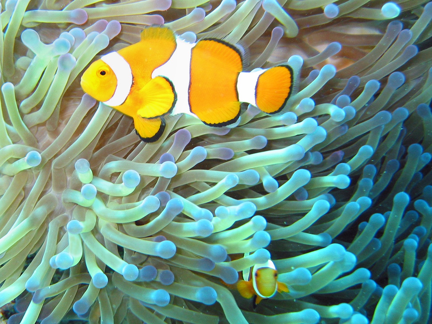 Common clownfish living among the tentacles of a sea anemone