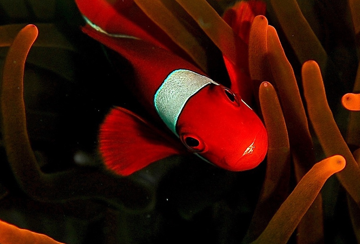 Maroon clownfish showing its deep red coloration and white bars