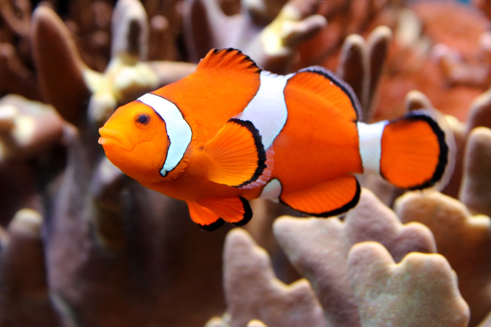 Ocellaris clownfish swimming in a marine aquarium