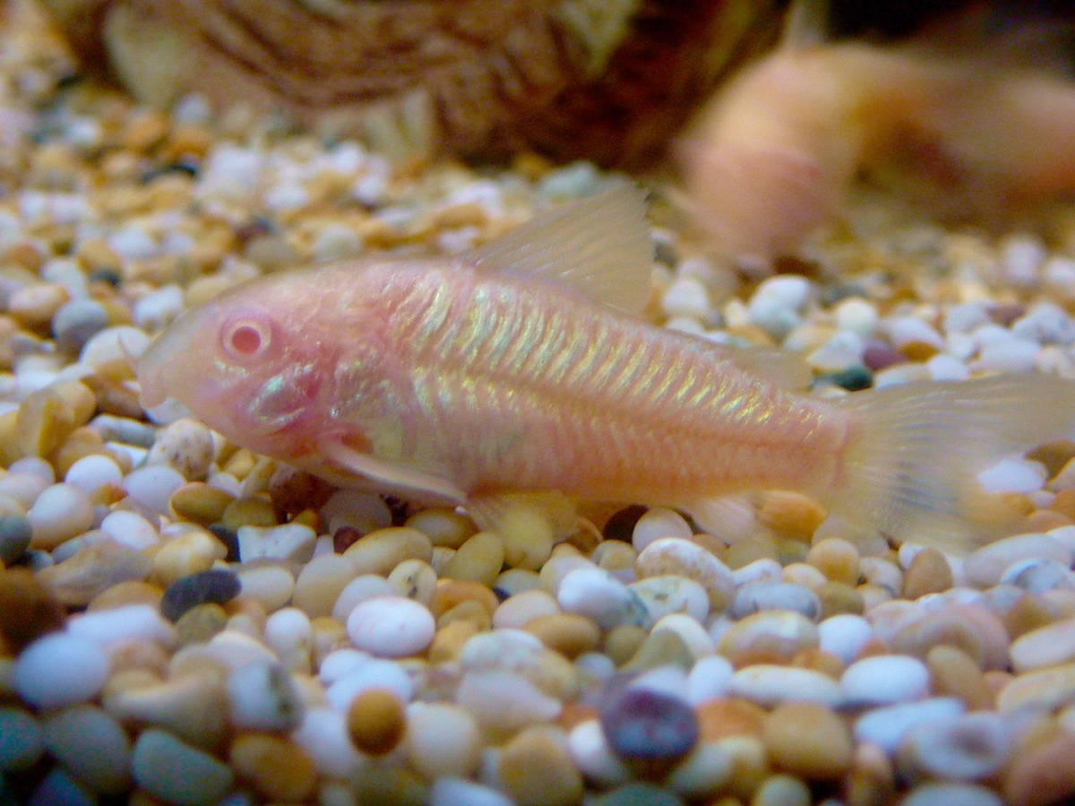 Albino Bronze Corydoras resting on aquarium substrate