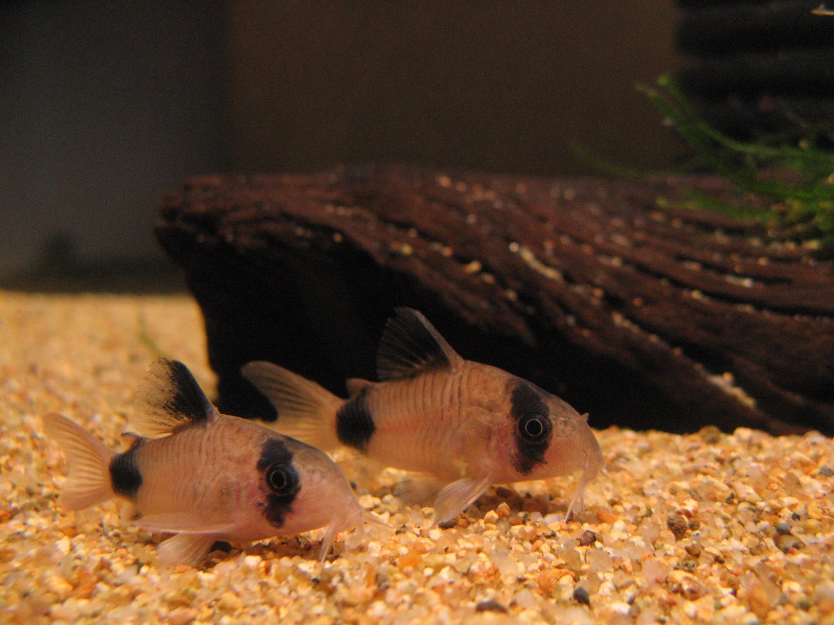 Panda Corydoras showing its black eye, dorsal and tail markings