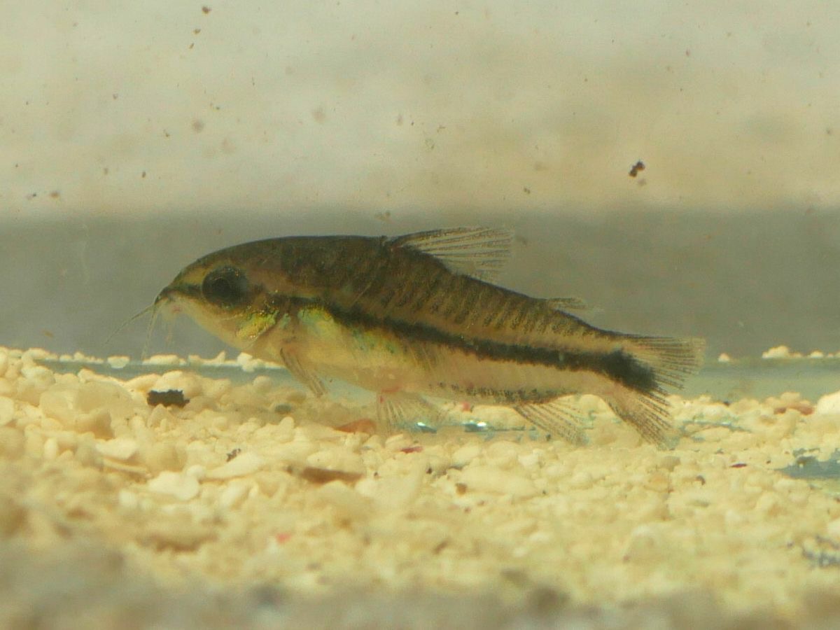 Pygmy Corydoras swimming in its natural habitat