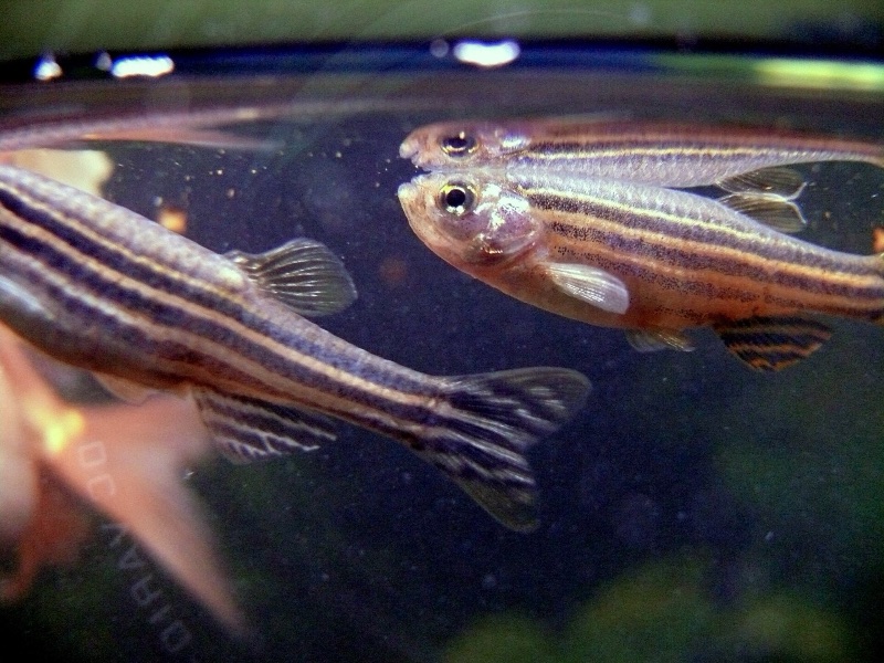 Zebra danios schooling in a planted aquarium for zebra danio care