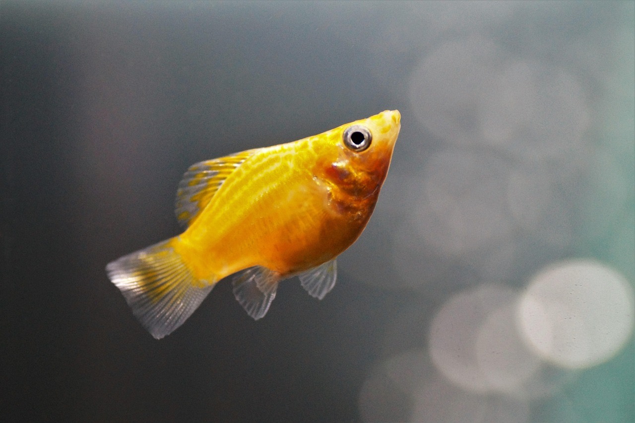 Golden molly fish in profile