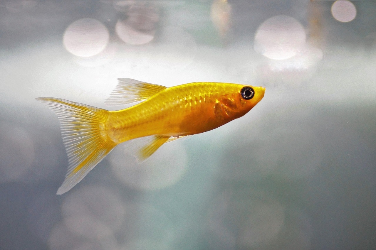 Long-fin golden molly fish