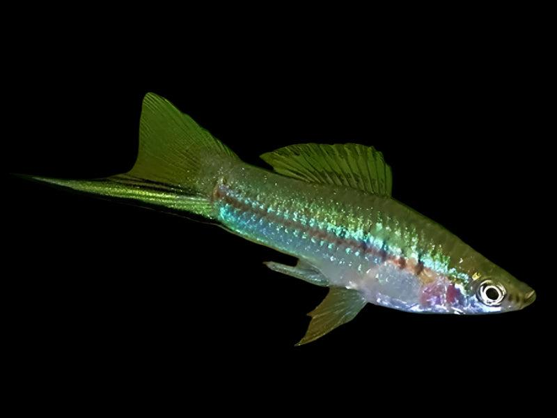 Male green swordtail fish photographed against a black background