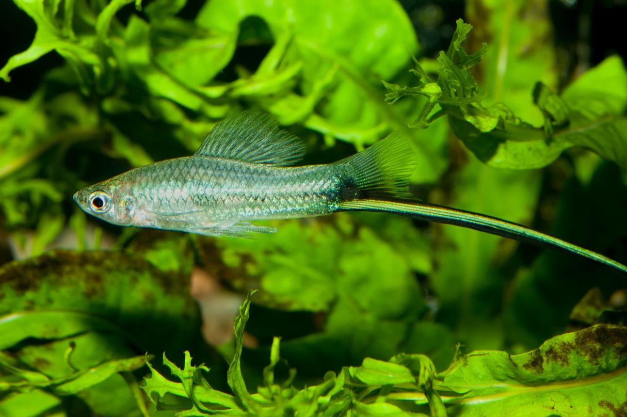 Male green swordtail fish swimming among freshwater aquarium plants