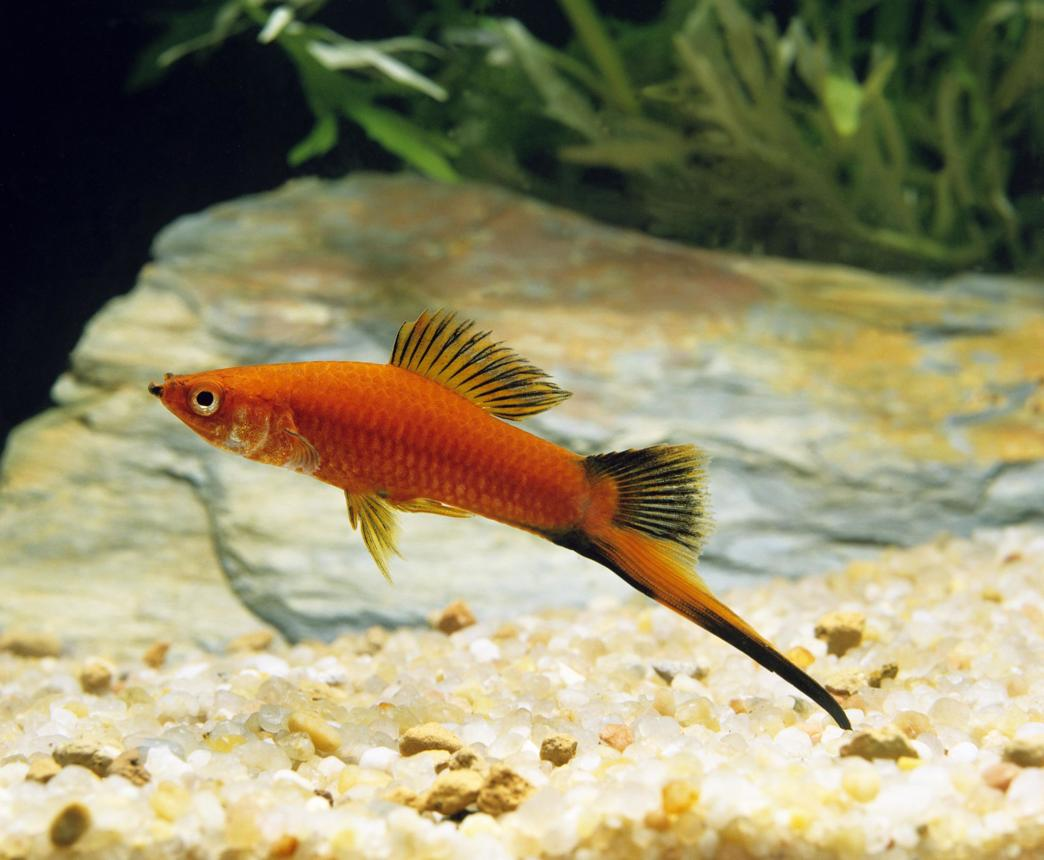Male orange swordtail fish swimming over aquarium gravel
