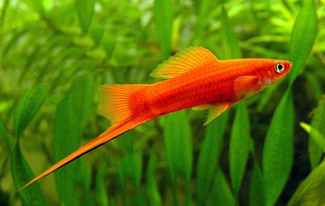 Male red swordtail fish swimming in a planted freshwater aquarium