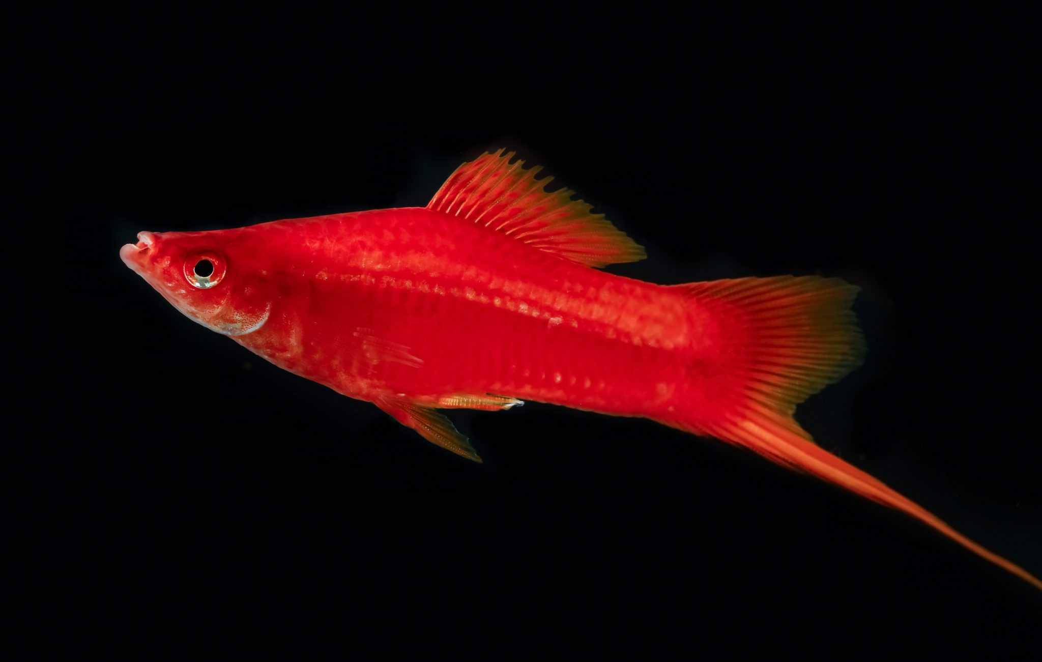 Male red swordtail fish photographed against a black background