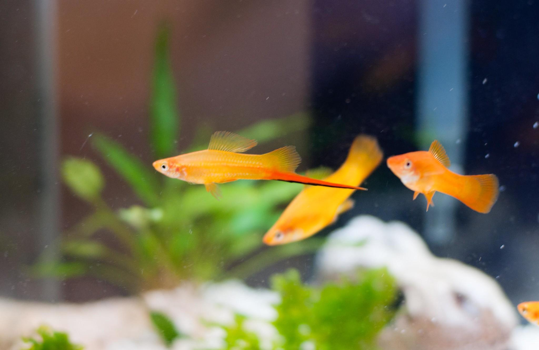 Male swordtail fish swimming with orange livebearers in a freshwater community aquarium