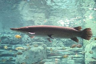 Alligator Gar (Atractosteus spatula) — freshwater fish identification photo